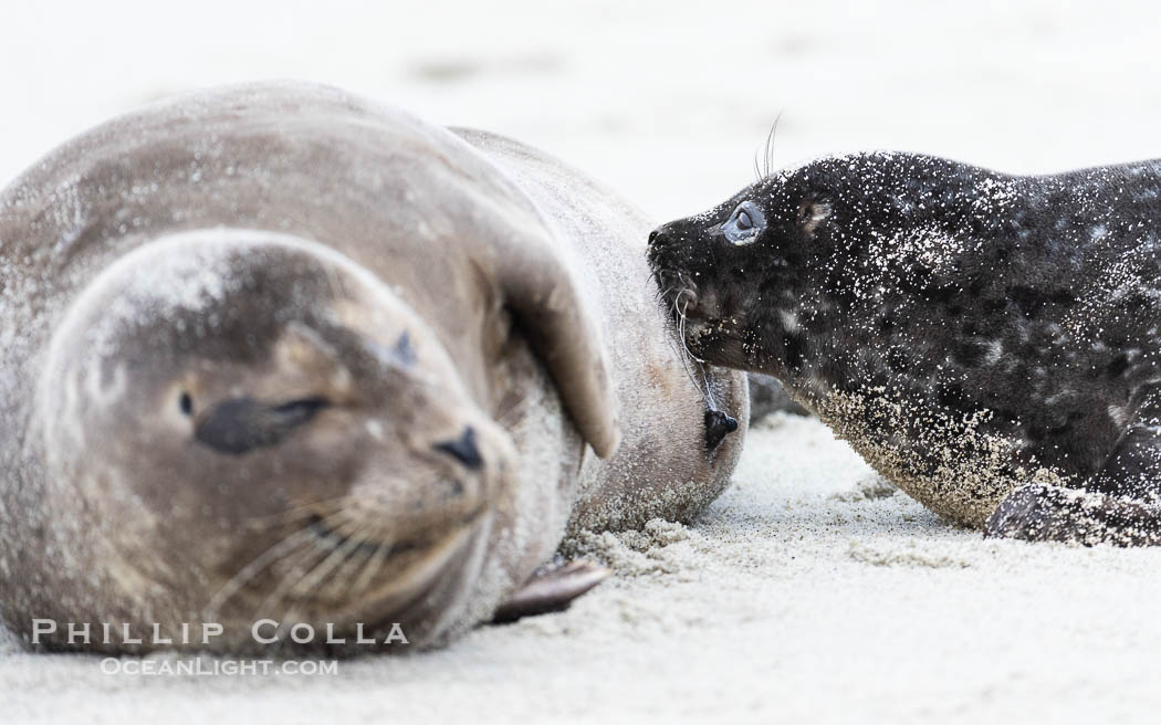 A young Pacific Harbor Seal pup nursing.  Mother harbor seals will only nurse their pups for about four to six weeks, at which point the small seal is weaned and must begin to forage and fend for itself.  That short period of time is crucial for the young seal to learn how to hunt, socialize and swim. La Jolla, California, USA, Phoca vitulina richardsi, natural history stock photograph, photo id 39063