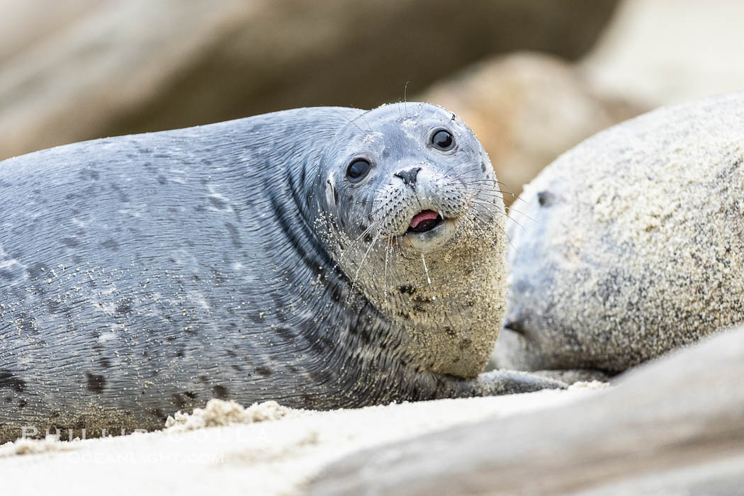 A young Pacific Harbor Seal pup nursing.  Mother harbor seals will only nurse their pups for about four to six weeks, at which point the small seal is weaned and must begin to forage and fend for itself.  That short period of time is crucial for the young seal to learn how to hunt, socialize and swim. La Jolla, California, USA, Phoca vitulina richardsi, natural history stock photograph, photo id 39081