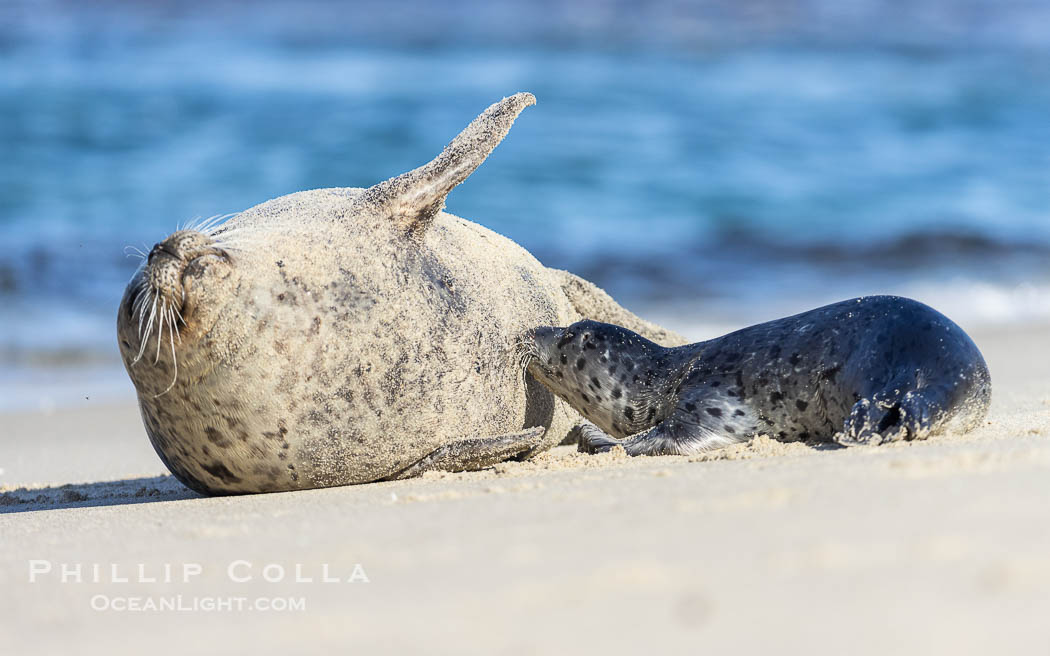 A young Pacific Harbor Seal pup nursing.  Mother harbor seals will only nurse their pups for about four to six weeks, at which point the small seal is weaned and must begin to forage and fend for itself.  That short period of time is crucial for the young seal to learn how to hunt, socialize and swim. La Jolla, California, USA, Phoca vitulina richardsi, natural history stock photograph, photo id 39105