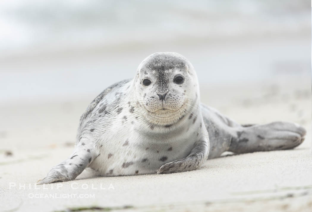 Pacific Harbor Seal Pup in La Jolla About Three Weeks Old, hauled out on a white sand beach along the coast of San Diego. This young seal will be weaned off its mothers milk and care when it is about four to six weeks old, and before that time it must learn how to forage for food on its own, a very difficult time for a young seal. California, USA, Phoca vitulina richardsi, natural history stock photograph, photo id 39128