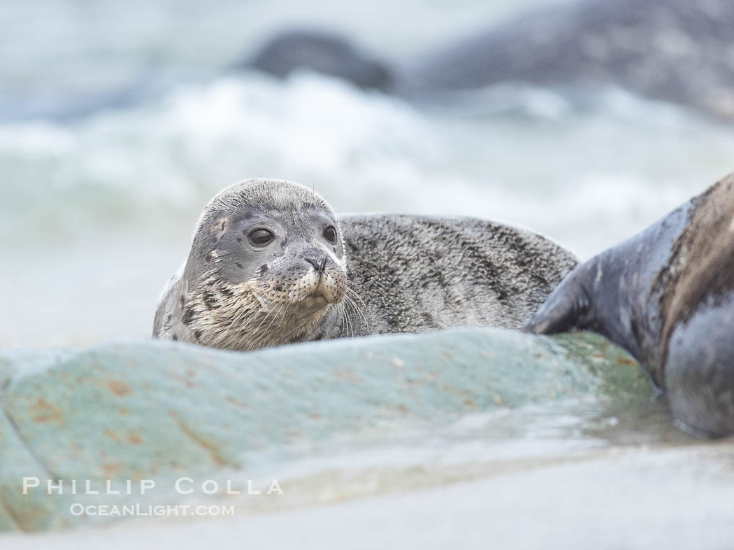 Pacific Harbor Seal Pup in La Jolla About Three Weeks Old, hauled out on a white sand beach along the coast of San Diego. This young seal will be weaned off its mothers milk and care when it is about four to six weeks old, and before that time it must learn how to forage for food on its own, a very difficult time for a young seal. California, USA, Phoca vitulina richardsi, natural history stock photograph, photo id 39131