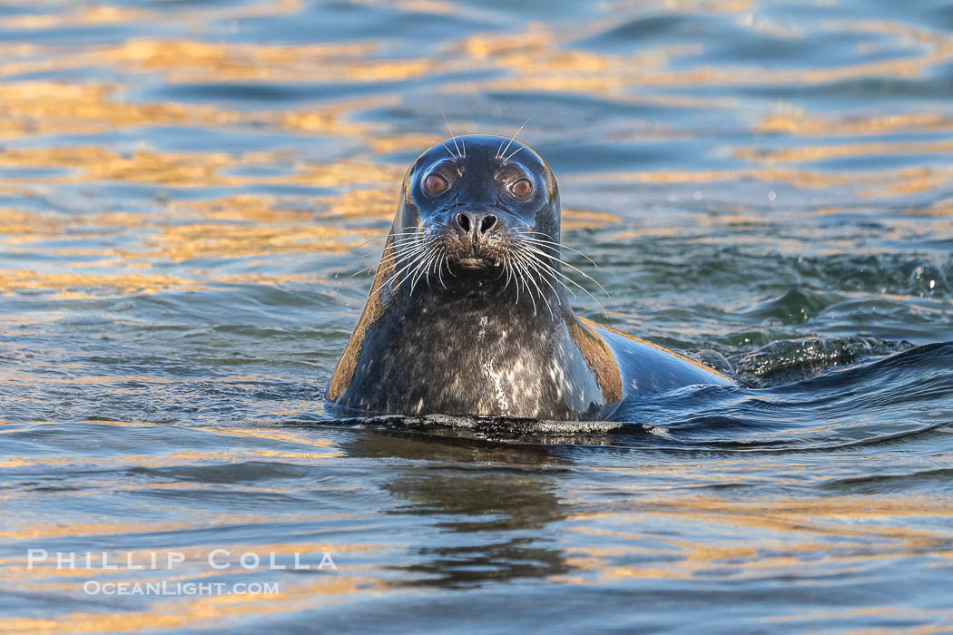 Pacific harbor seal in shallow water, on sand at the edge of the sea., natural history stock photograph, photo id 40822
