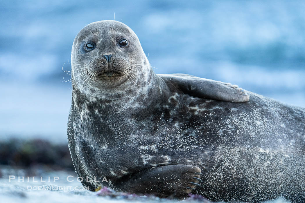 Pacific harbor seal in shallow water, on sand at the edge of the sea., Phoca vitulina richardsi, natural history stock photograph, photo id 40696