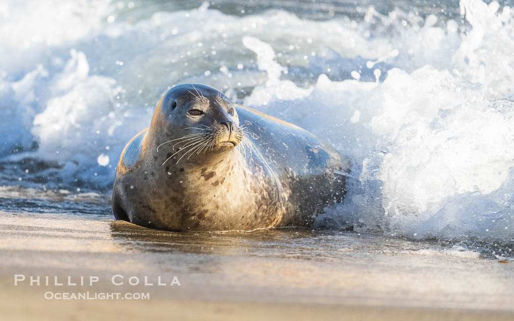 Pacific harbor seal in shallow water, on sand at the edge of the sea. La Jolla, California, USA, Phoca vitulina richardsi, natural history stock photograph, photo id 40700