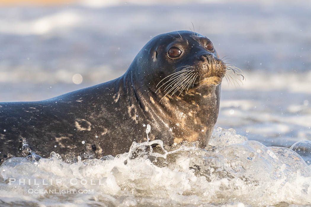 Pacific harbor seal in shallow water, on sand at the edge of the sea. La Jolla, California, USA, Phoca vitulina richardsi, natural history stock photograph, photo id 40704