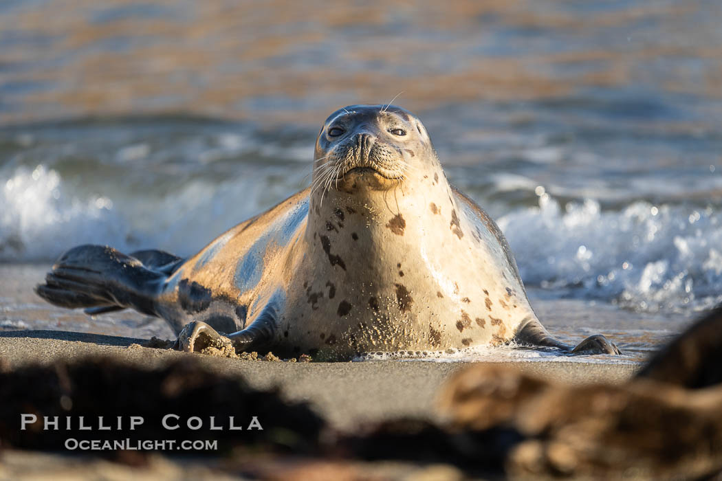 Pacific harbor seal in shallow water, on sand at the edge of the sea. La Jolla, California, USA, Phoca vitulina richardsi, natural history stock photograph, photo id 40699