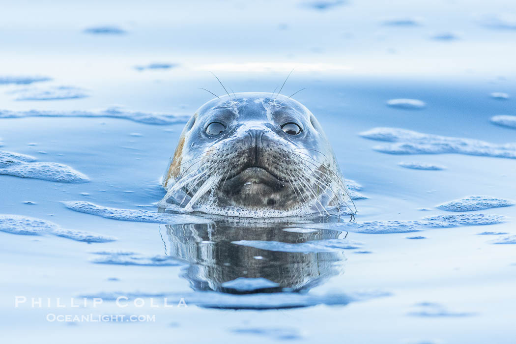Pacific Harbor Seal spyhopping, La Jolla. California, USA, Phoca vitulina richardsi, natural history stock photograph, photo id 39366