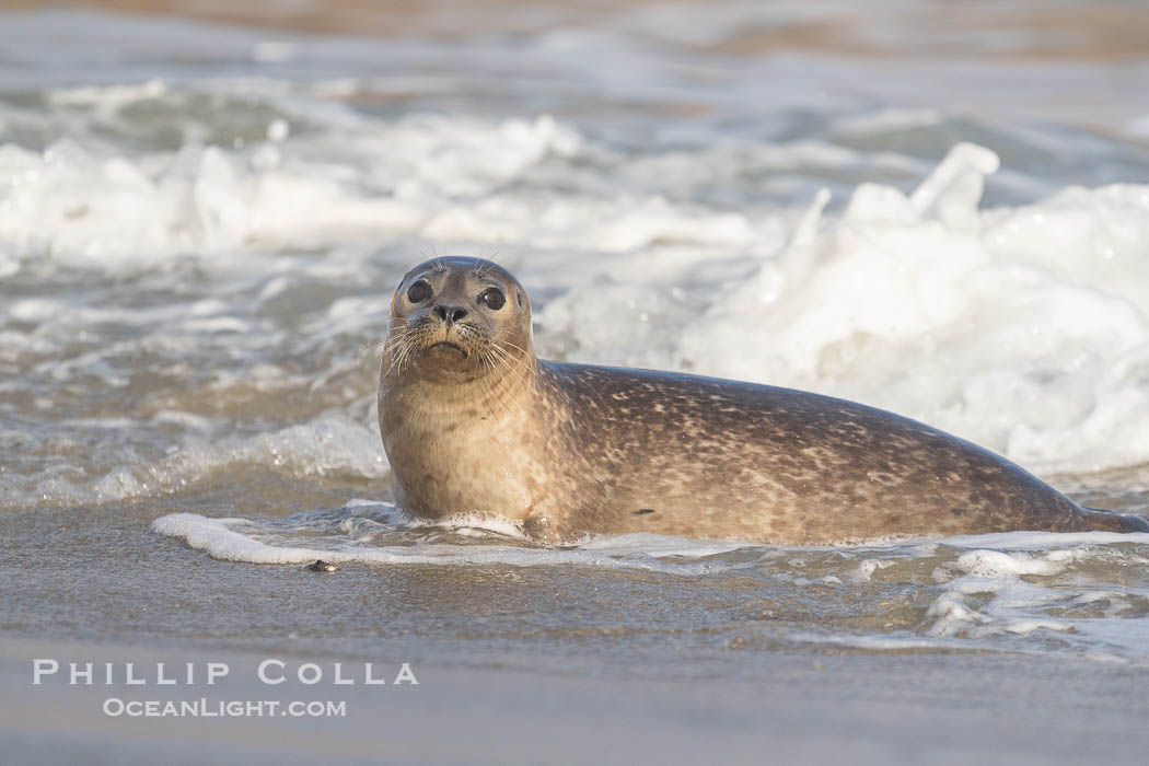 Pacific harbor seal in surf on sandy beach in La Jolla. California, USA, natural history stock photograph, photo id 39834