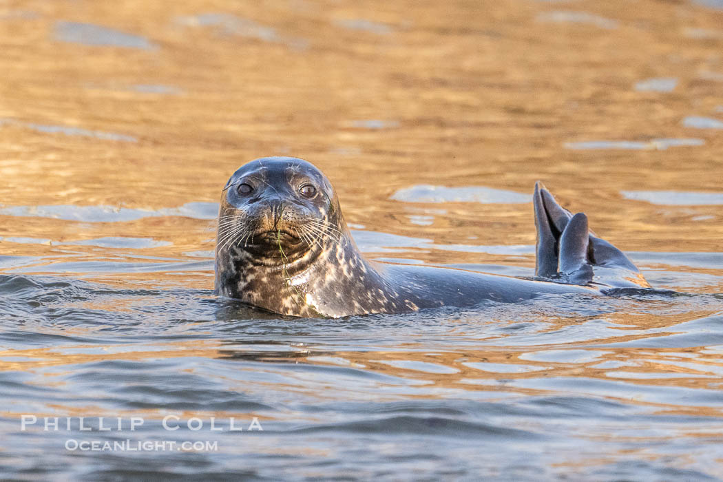 Pacific harbor seal on wet sandy beach. La Jolla, California, USA, Phoca vitulina richardsi, natural history stock photograph, photo id 40702