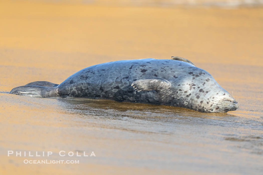 Pacific harbor seal on wet sandy beach. La Jolla, California, USA, Phoca vitulina richardsi, natural history stock photograph, photo id 40750