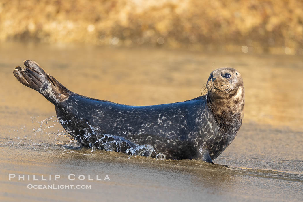 Pacific harbor seal on wet sandy beach., Phoca vitulina richardsi, natural history stock photograph, photo id 40752