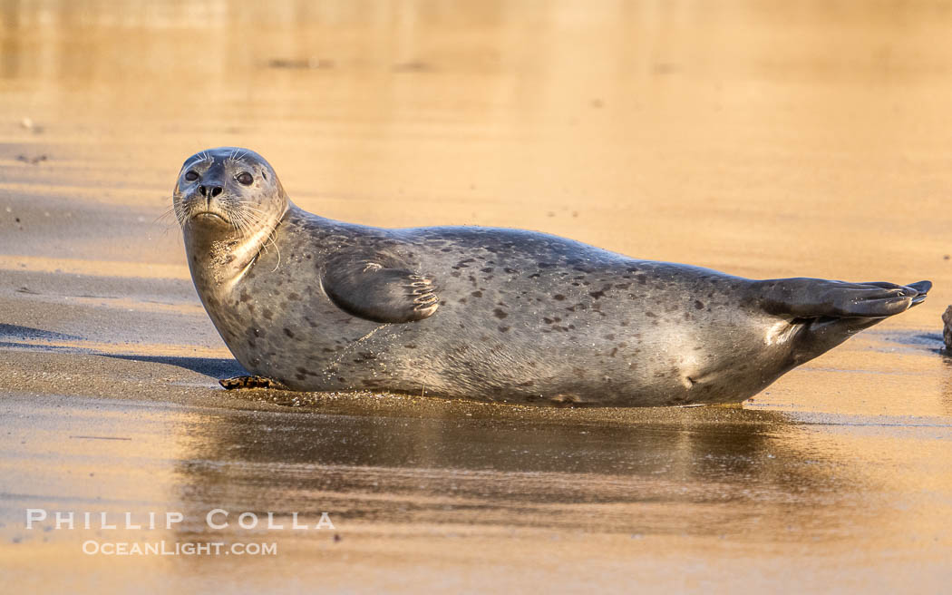 Pacific harbor seal on wet sandy beach. La Jolla, California, USA, Phoca vitulina richardsi, natural history stock photograph, photo id 40703