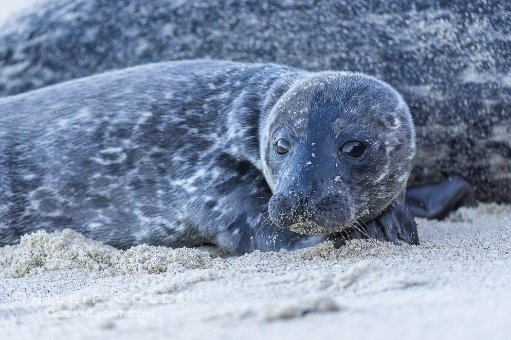 Pacific Harbor Seal Young Newborn Pup, on the beach at the Children's Pool in La Jolla. California, USA, Phoca vitulina richardsi, natural history stock photograph, photo id 39042