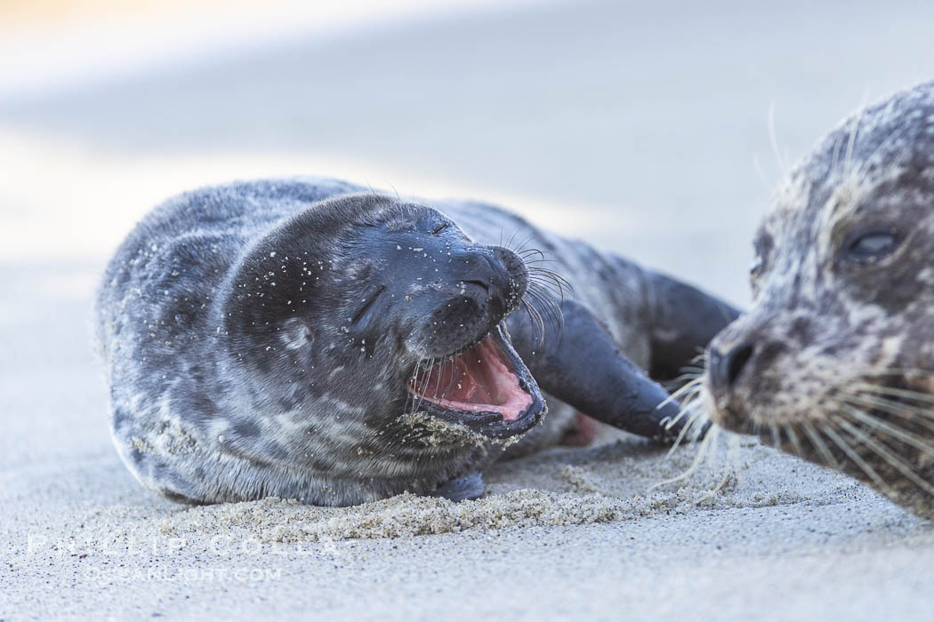 Pacific Harbor Seal Young Newborn Pup, yawning on the beach at the Children's Pool in La Jolla. California, USA, Phoca vitulina richardsi, natural history stock photograph, photo id 39046