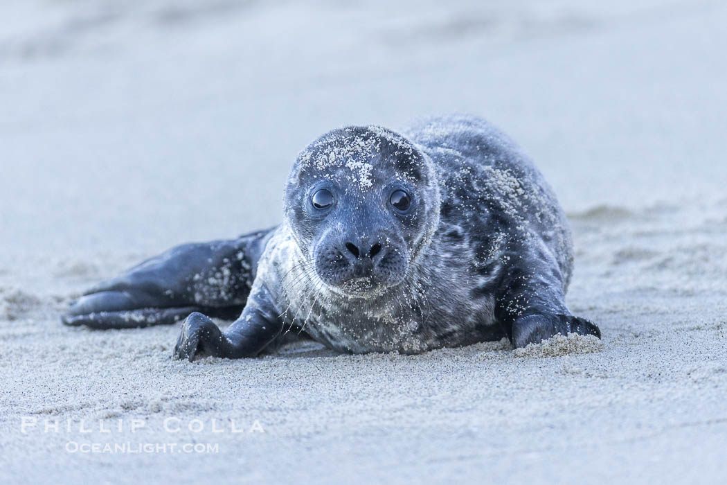Pacific Harbor Seal Young Newborn Pup, born just hours before on the beach at the Children's Pool in La Jolla. California, USA, Phoca vitulina richardsi, natural history stock photograph, photo id 39047