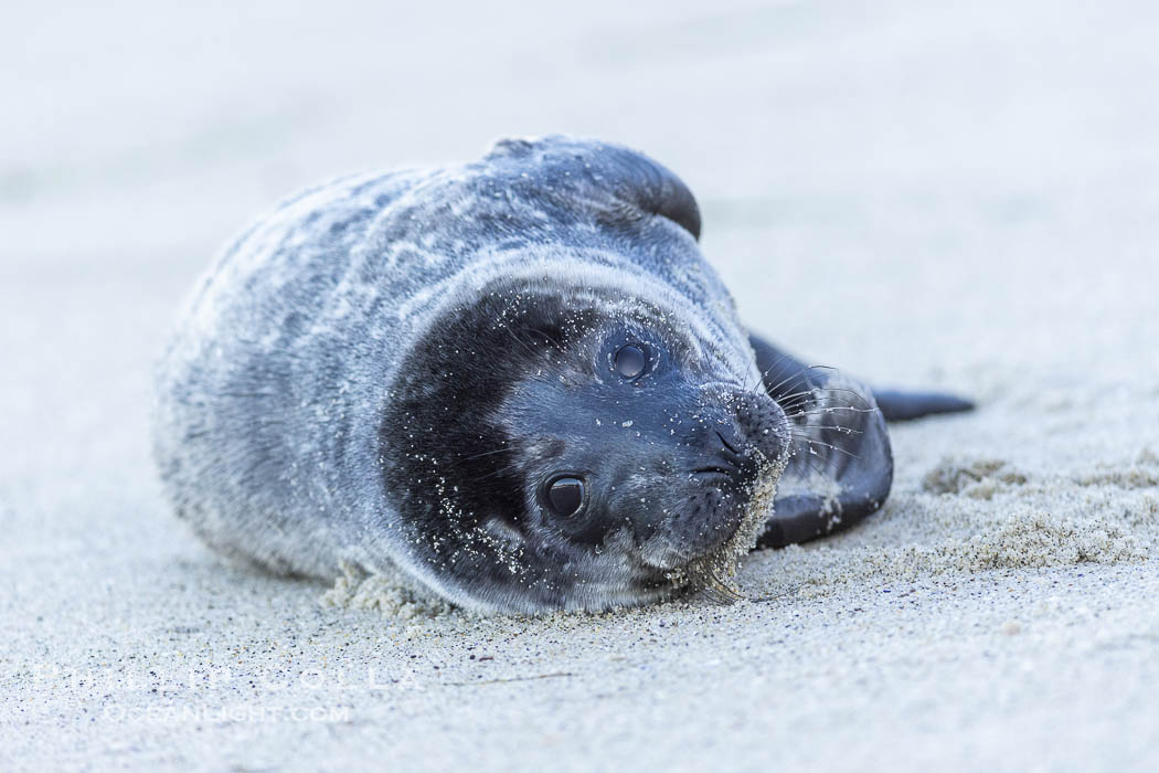 Pacific Harbor Seal Young Newborn Pup, on the beach at the Children's Pool in La Jolla. California, USA, Phoca vitulina richardsi, natural history stock photograph, photo id 39045