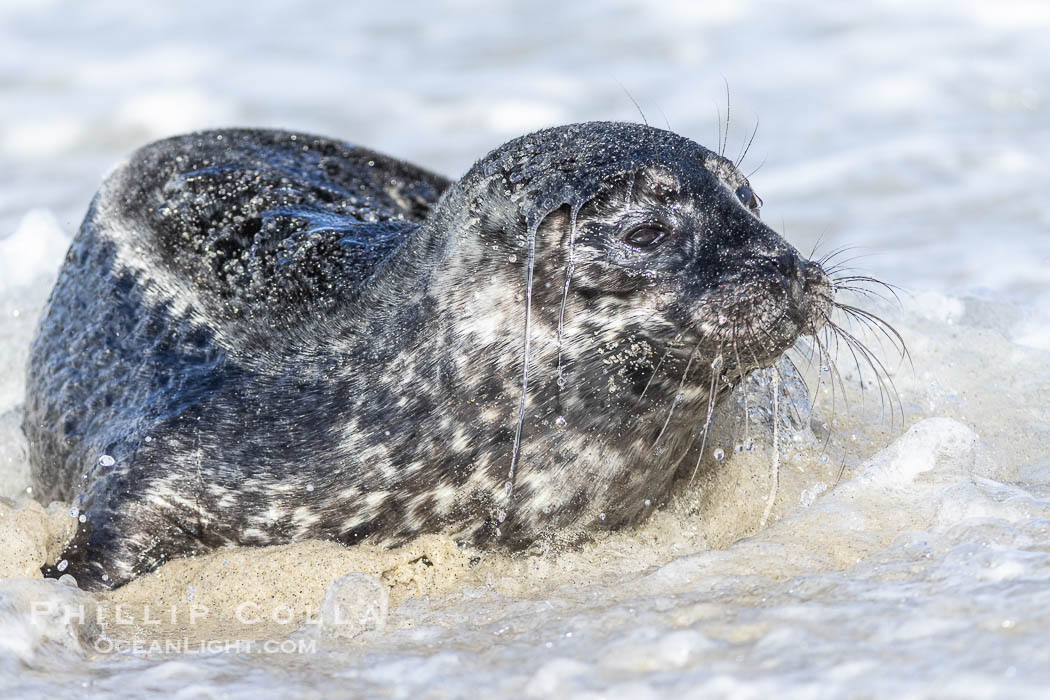 Pacific Harbor Seal Young Newborn Pup, only days old, awash with sand and small waves on a San Diego beach. La Jolla, California, USA, Phoca vitulina richardsi, natural history stock photograph, photo id 39053