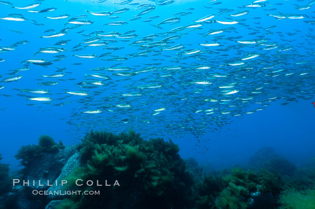 Jack mackerel schooling.  Summer. Guadalupe Island (Isla Guadalupe), Baja California, Mexico, Trachurus symmetricus, natural history stock photograph, photo id 09638