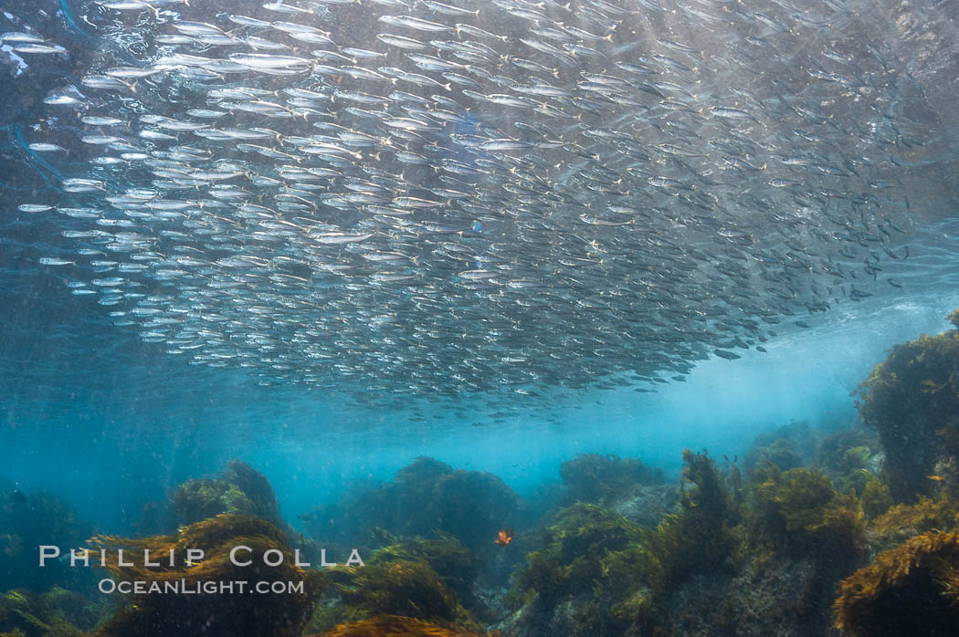 Jack mackerel schooling.  Summer. Guadalupe Island (Isla Guadalupe), Baja California, Mexico, Trachurus symmetricus, natural history stock photograph, photo id 09642