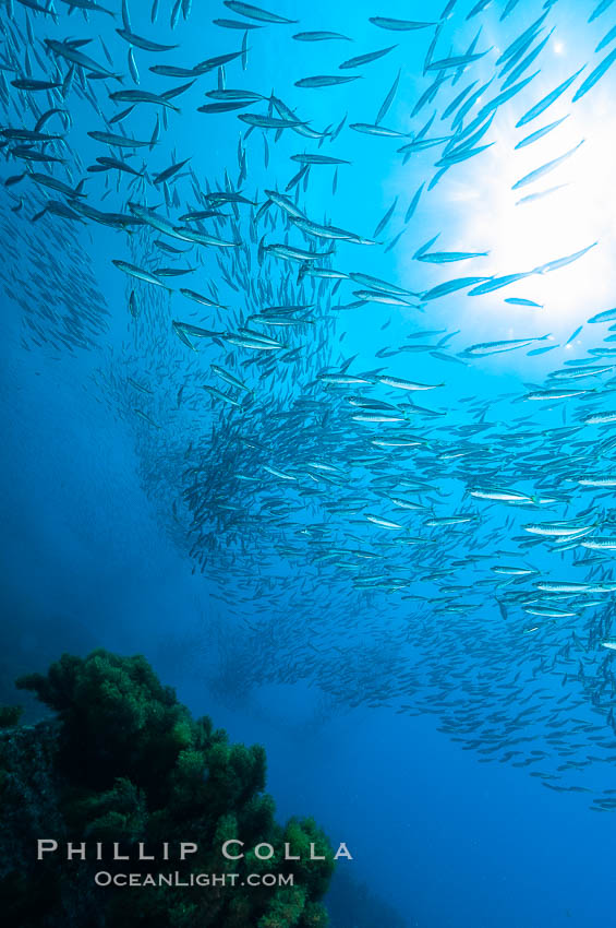 Jack mackerel schooling.  Summer. Guadalupe Island (Isla Guadalupe), Baja California, Mexico, Trachurus symmetricus, natural history stock photograph, photo id 09646