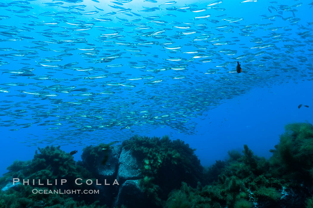 Jack mackerel schooling.  Summer. Guadalupe Island (Isla Guadalupe), Baja California, Mexico, Trachurus symmetricus, natural history stock photograph, photo id 09650