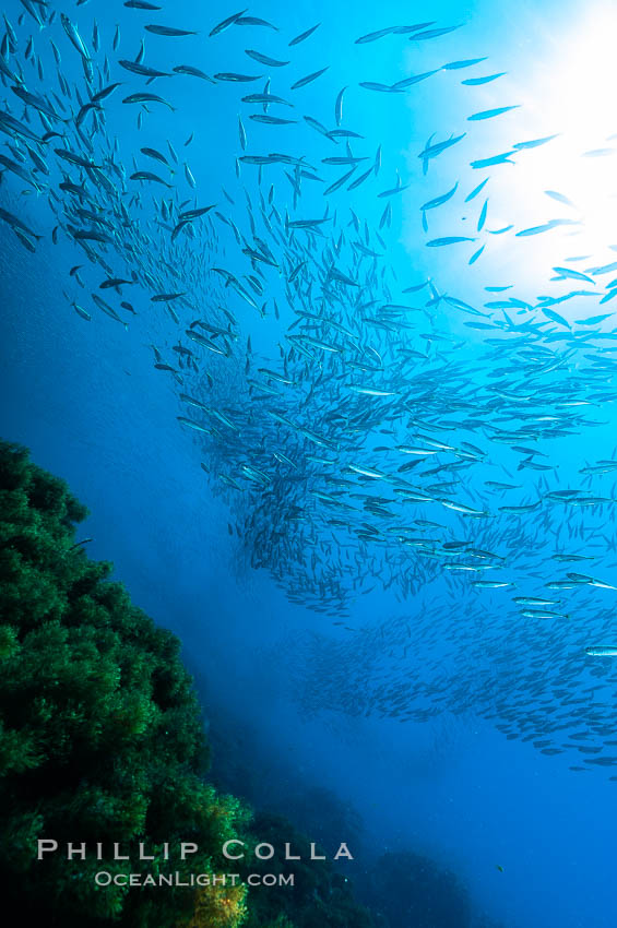 Jack mackerel schooling.  Summer. Guadalupe Island (Isla Guadalupe), Baja California, Mexico, Trachurus symmetricus, natural history stock photograph, photo id 09654