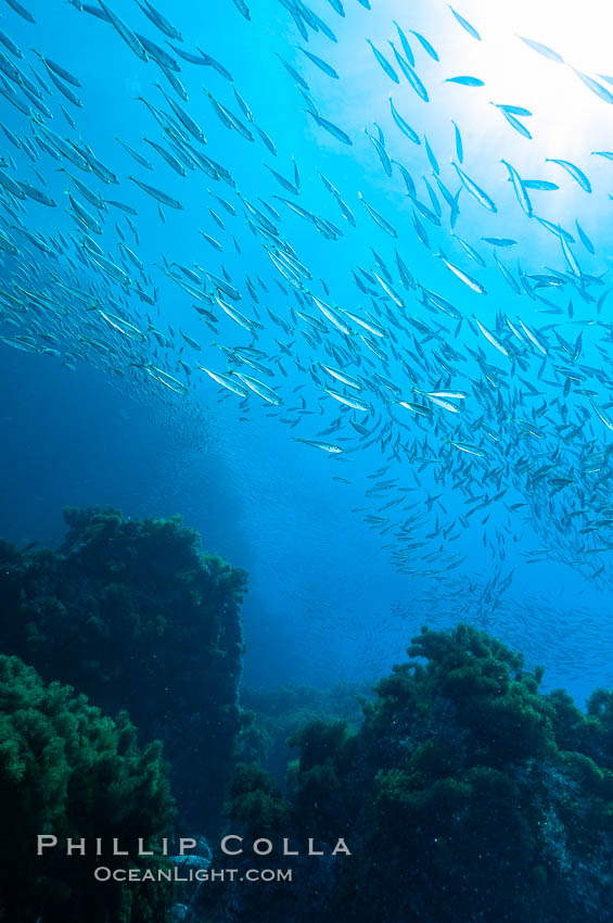 Jack mackerel schooling.  Summer. Guadalupe Island (Isla Guadalupe), Baja California, Mexico, Trachurus symmetricus, natural history stock photograph, photo id 09632