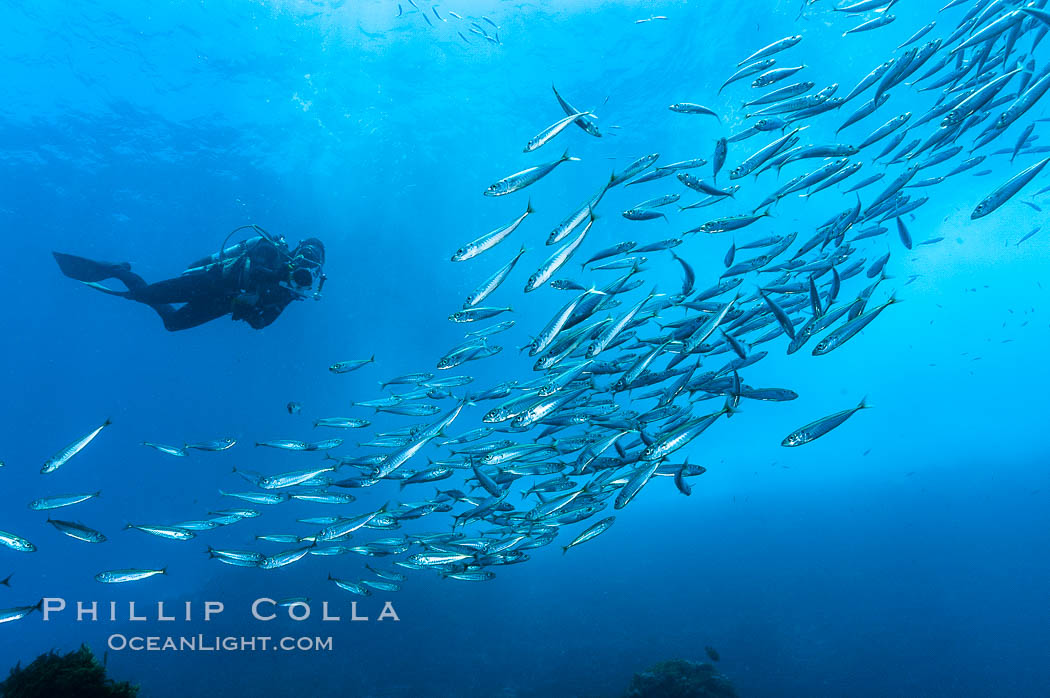 Jack mackerel schooling around a diver.  Summer. Guadalupe Island (Isla Guadalupe), Baja California, Mexico, Trachurus symmetricus, natural history stock photograph, photo id 09636