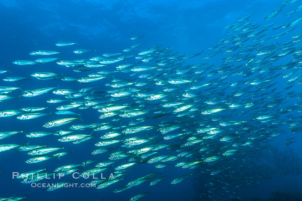Jack mackerel schooling.  Summer. Guadalupe Island (Isla Guadalupe), Baja California, Mexico, Trachurus symmetricus, natural history stock photograph, photo id 09640
