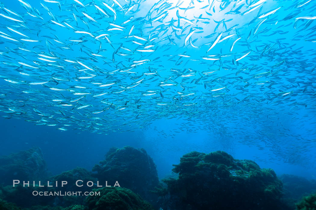 Jack mackerel schooling.  Summer. Guadalupe Island (Isla Guadalupe), Baja California, Mexico, Trachurus symmetricus, natural history stock photograph, photo id 09644