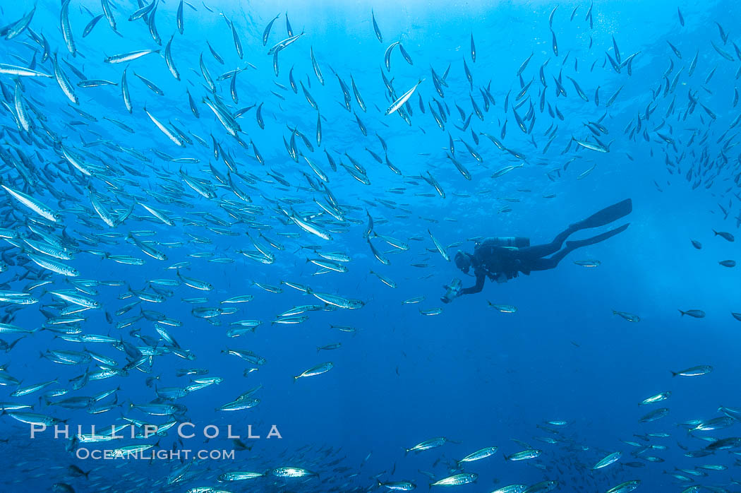 Jack mackerel schooling around a diver.  Summer. Guadalupe Island (Isla Guadalupe), Baja California, Mexico, Trachurus symmetricus, natural history stock photograph, photo id 09648