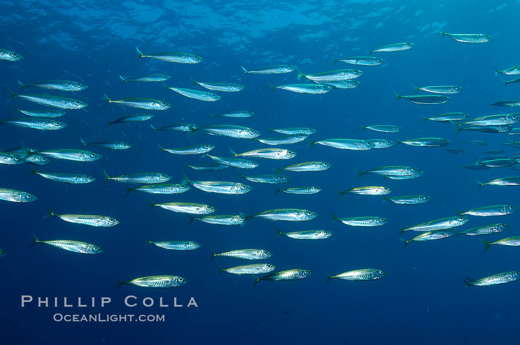 Jack mackerel schooling.  Summer. Guadalupe Island (Isla Guadalupe), Baja California, Mexico, Trachurus symmetricus, natural history stock photograph, photo id 09652