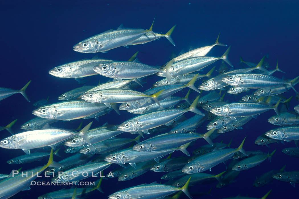 A school of large Pacific jack mackerel. Guadalupe Island (Isla Guadalupe), Baja California, Mexico, Trachurus symmetricus, natural history stock photograph, photo id 10108