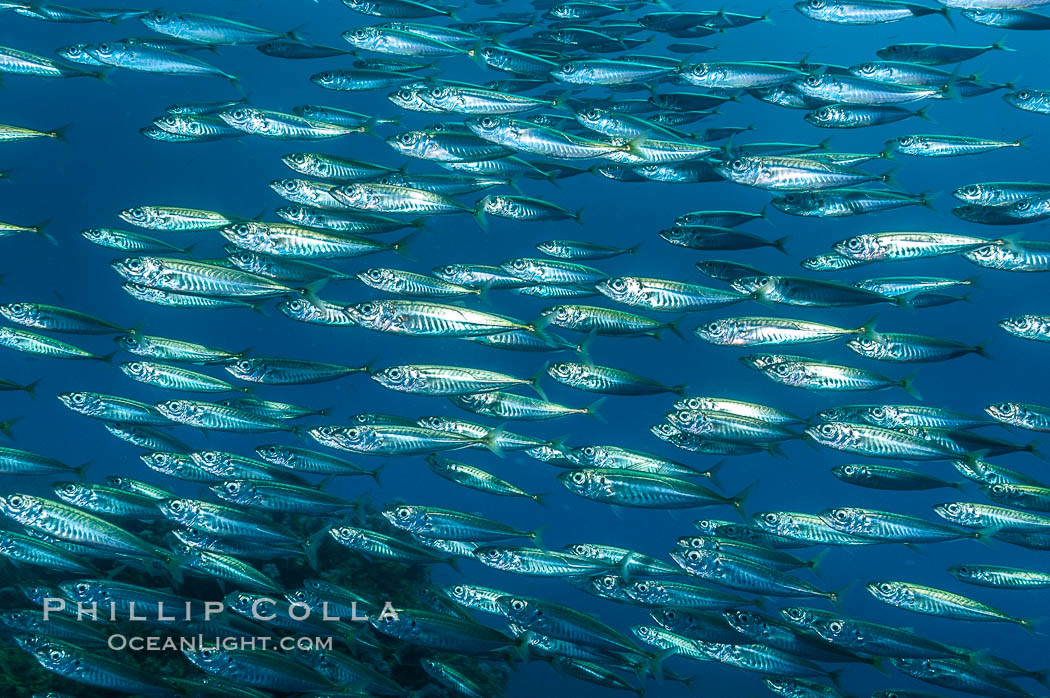 Jack mackerel schooling.  Summer. Guadalupe Island (Isla Guadalupe), Baja California, Mexico, Trachurus symmetricus, natural history stock photograph, photo id 09639