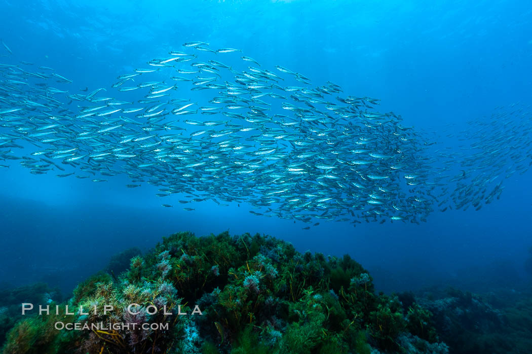 Jack mackerel schooling.  Summer. Guadalupe Island (Isla Guadalupe), Baja California, Mexico, Trachurus symmetricus, natural history stock photograph, photo id 09647
