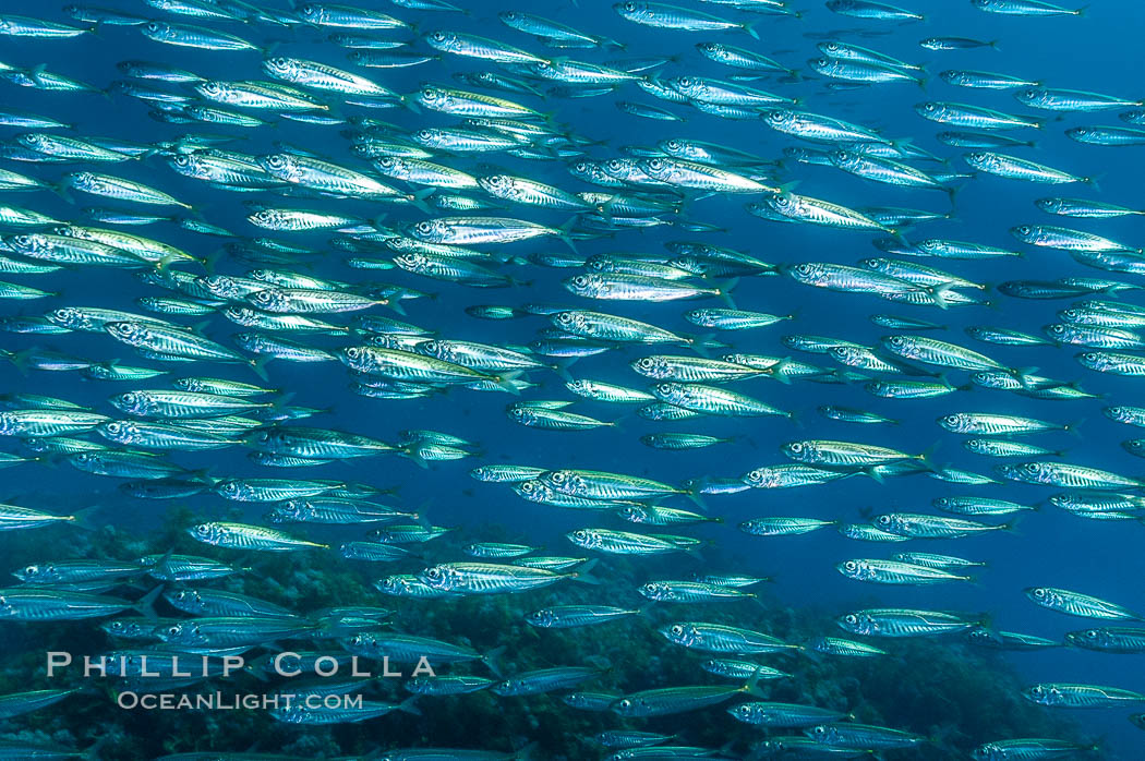 Jack mackerel schooling.  Summer. Guadalupe Island (Isla Guadalupe), Baja California, Mexico, Trachurus symmetricus, natural history stock photograph, photo id 09651