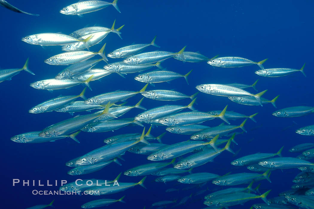 A school of large Pacific jack mackerel. Guadalupe Island (Isla Guadalupe), Baja California, Mexico, Trachurus symmetricus, natural history stock photograph, photo id 10107