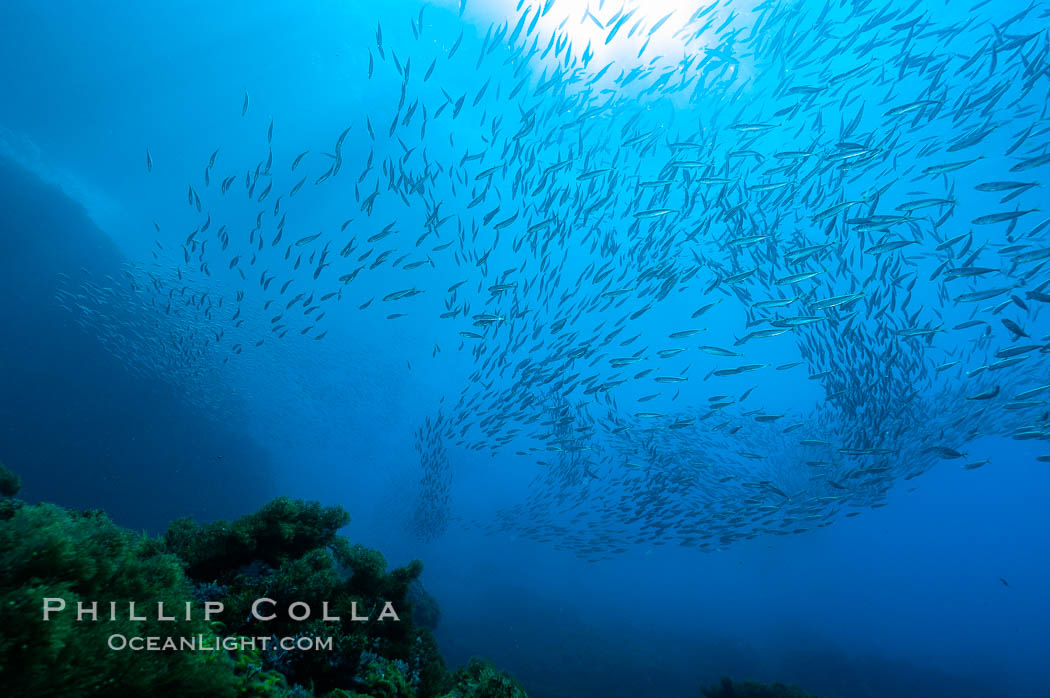 Jack mackerel schooling.  Summer. Guadalupe Island (Isla Guadalupe), Baja California, Mexico, Trachurus symmetricus, natural history stock photograph, photo id 09633