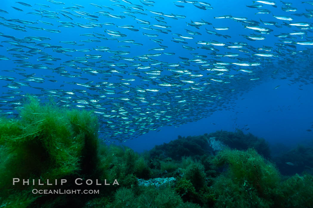 Jack mackerel schooling.  Summer. Guadalupe Island (Isla Guadalupe), Baja California, Mexico, Trachurus symmetricus, natural history stock photograph, photo id 09637