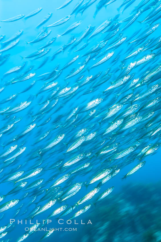 Jack mackerel schooling.  Summer. Guadalupe Island (Isla Guadalupe), Baja California, Mexico, Trachurus symmetricus, natural history stock photograph, photo id 09641