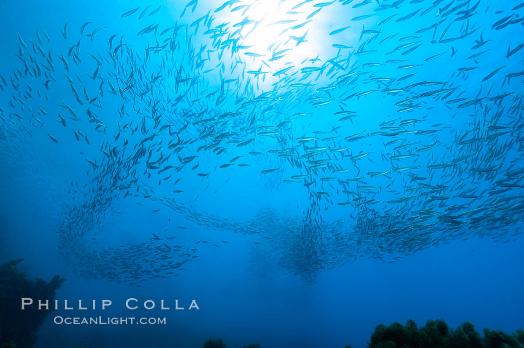 Jack mackerel schooling.  Summer. Guadalupe Island (Isla Guadalupe), Baja California, Mexico, Trachurus symmetricus, natural history stock photograph, photo id 09645