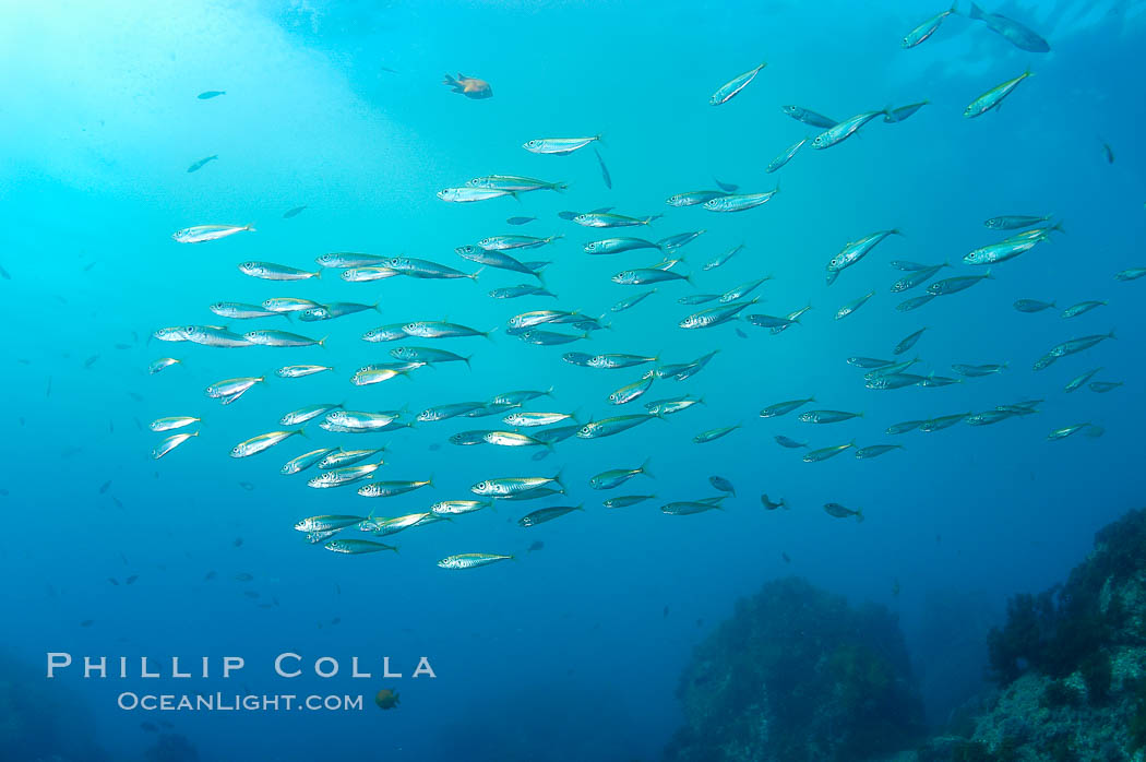 Jack mackerel schooling.  Summer. Guadalupe Island (Isla Guadalupe), Baja California, Mexico, Trachurus symmetricus, natural history stock photograph, photo id 09649