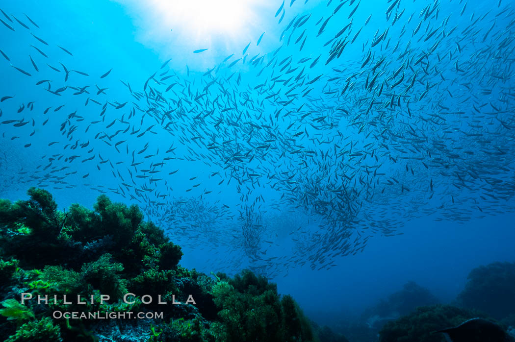 Jack mackerel schooling.  Summer. Guadalupe Island (Isla Guadalupe), Baja California, Mexico, Trachurus symmetricus, natural history stock photograph, photo id 09653