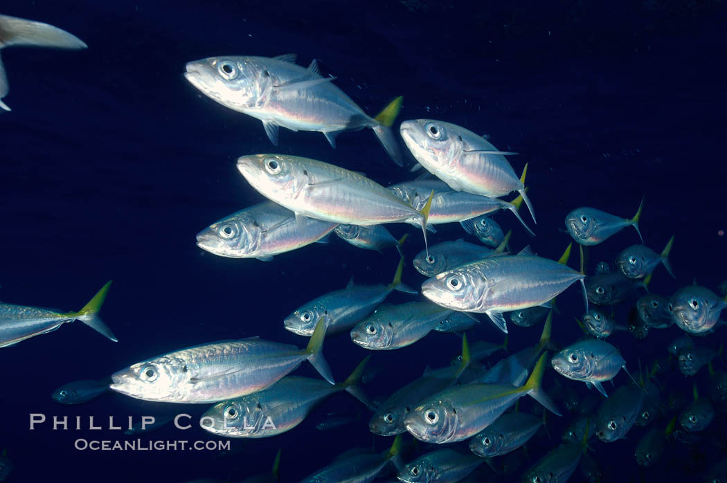 A school of large Pacific jack mackerel. Guadalupe Island (Isla Guadalupe), Baja California, Mexico, Trachurus symmetricus, natural history stock photograph, photo id 10109