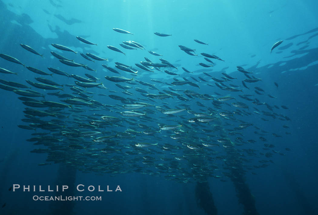 Jack mackerel schooling in kelp. San Clemente Island, California, USA, Macrocystis pyrifera, Trachurus symmetricus, natural history stock photograph, photo id 01126