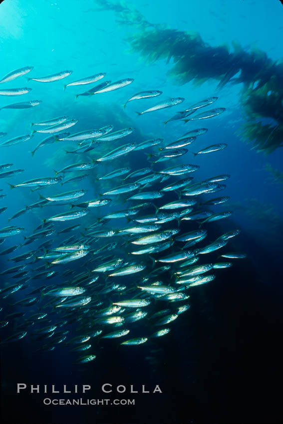Jack mackerel and kelp. San Clemente Island, California, USA, Macrocystis pyrifera, Trachurus symmetricus, natural history stock photograph, photo id 02746