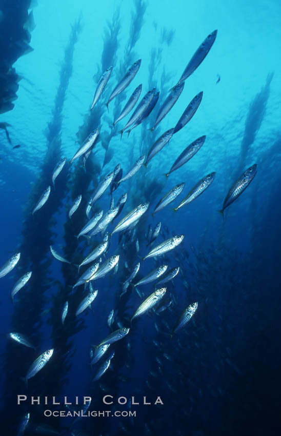 Jack mackerel. San Clemente Island, California, USA, Trachurus symmetricus, natural history stock photograph, photo id 03450