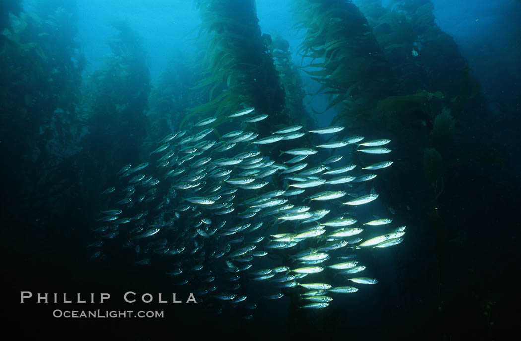 Jack mackerel schooling amid kelp forest. San Clemente Island, California, USA, Macrocystis pyrifera, Trachurus symmetricus, natural history stock photograph, photo id 03818