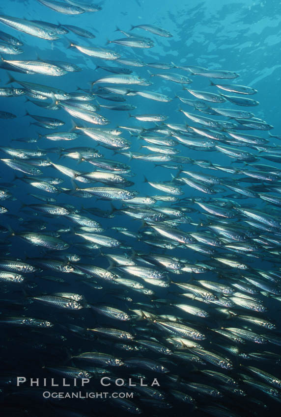 Jack mackerel schooling. San Clemente Island, California, USA, Trachurus symmetricus, natural history stock photograph, photo id 05122