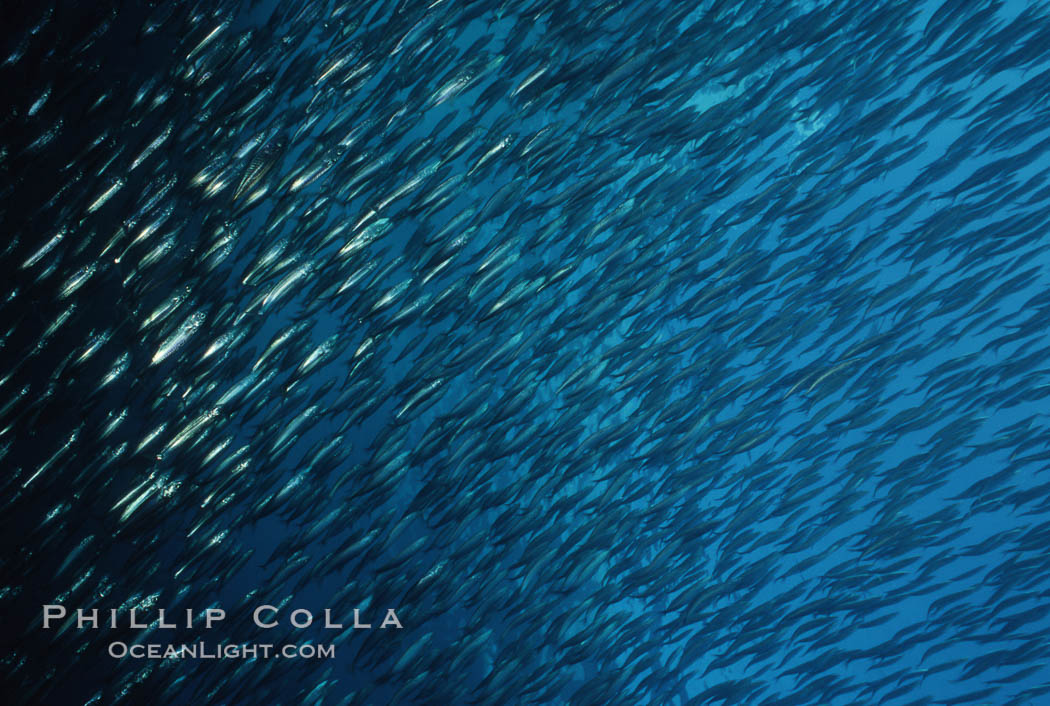 Jack mackerel schooling. San Clemente Island, California, USA, Trachurus symmetricus, natural history stock photograph, photo id 05126